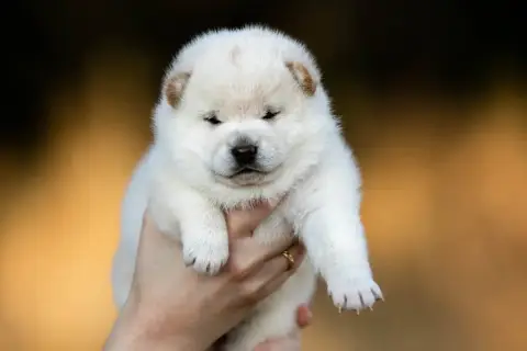 Adopter Shiba 
                        Chiot 2 Du Bois De Com 2871e