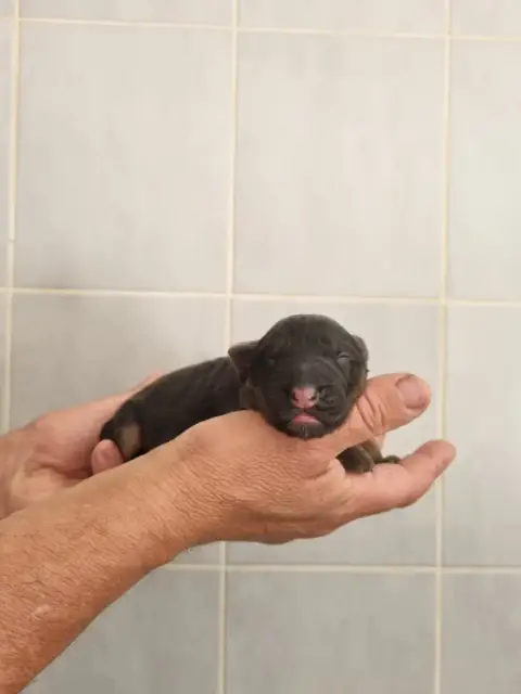 Berger Allemand Poil Long  Chiot 2 De L'Hacienda Del  1fb38 photo 2