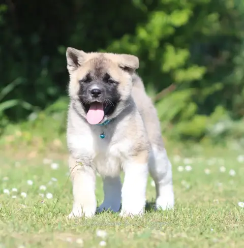 Akita Americain  Be My Love Des Gardiens De La Cigogn a2c5d