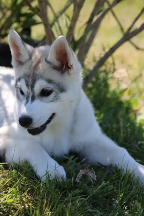 Siberian Husky  Béta Of Wolf Siberian Song photo 2
