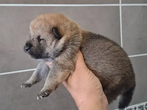 Shiba 
                        Chiot N°1 Of Skystaff  49488 photo 2