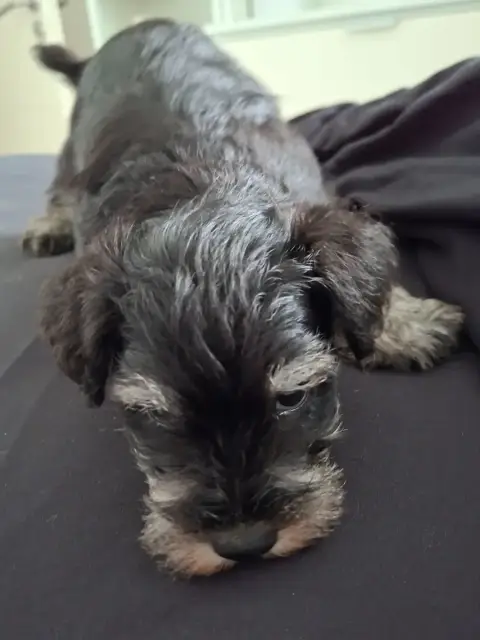 Schnauzer Miniature  Chiot 3 Du Hameau Du Roy