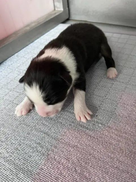 Berger Australien  Chiot 1 Des Montagnes De Leuriou cf8fa