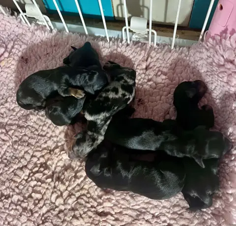 Teckel Poil Long  Chiot N°2 Des Amours De Poseidon