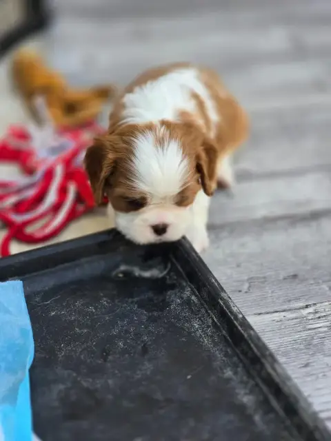 Cavalier King Charles Spaniel  Bijoux Du Royaume De P 232ee photo 2