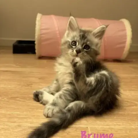 Chaton Femelle Bleu Silver Maine Coon Loof