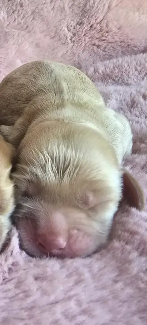 Cocker Spaniel Anglais