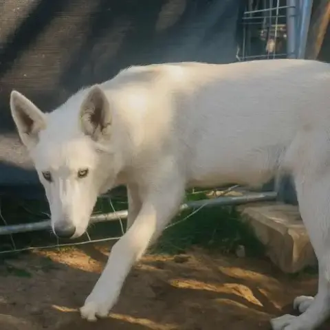 Mâle Chien Loup Américain Mix