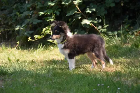 Shetland Sheepdog  Chiot 4 De La Terre De Neaure