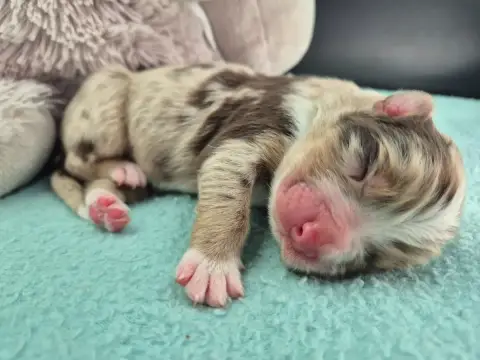 Berger Australien  Mâle Rouge Merle 3 Des Plaines De  347dd