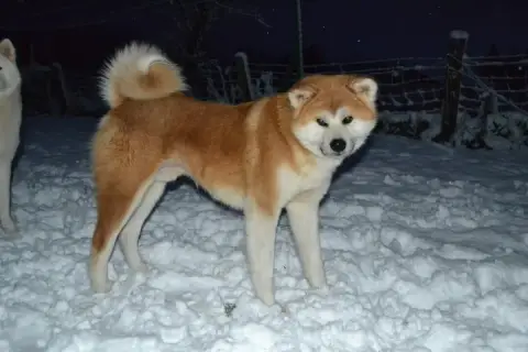 Akita 
                        Awa Ryosuke Des Dragon eca94 photo 3