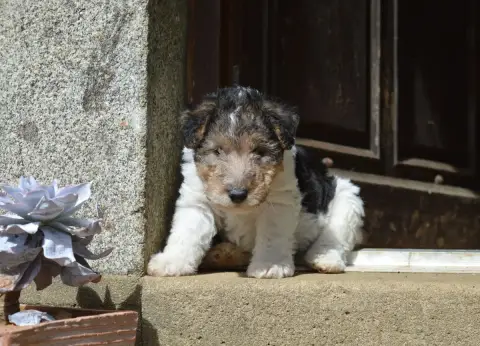 Fox Terrier Poil Dur  Boogie Woogie Du Jardin D'Inuko 1d2b9