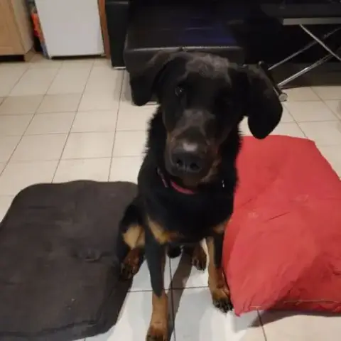 Saillie Beauceron