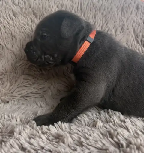 Cane Corso  Collier Orange Des Gardiens Des Sept Coll 1766c