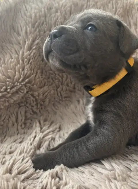 Cane Corso  Collier Jaune Des Gardiens Des Sept Colli ae882