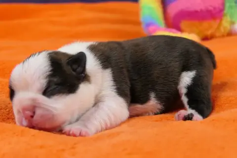 Boston Terrier  Chiot 3 Sweeties Doggies