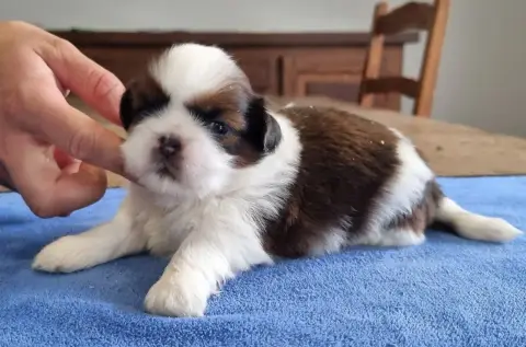 Shih Tzu  Chiot N°1 Des Hirondelles Du Voyage photo 2