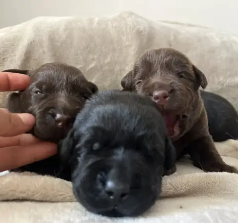 Labrador Retriever  Balisto