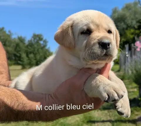 Labrador Retriever  Mâle Collier Bleu Ciel Du Domaine 6bd8c