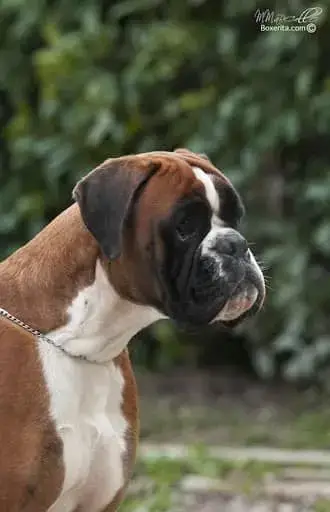 Boxer  Chiot 7 photo 2