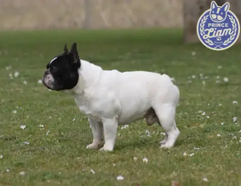 Bouledogue Français  Collier Jaune Prestige Line photo 2