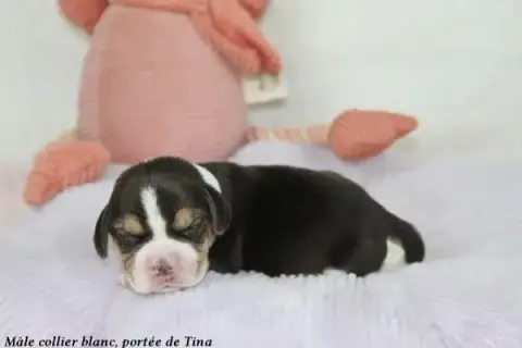 Beagle