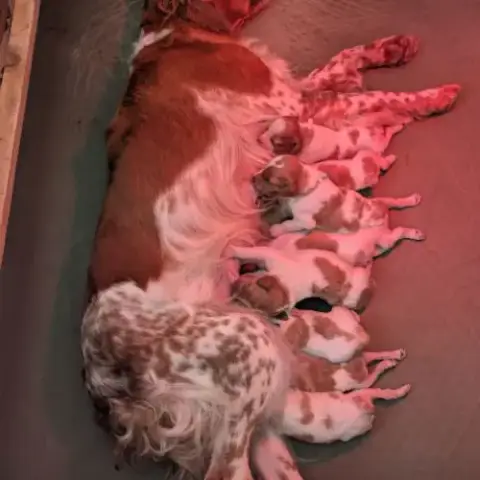 Chiots Épagneul Breton Lof A Réserver