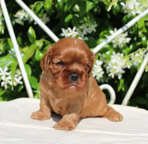 Cavalier King Charles Spaniel  Chiot N°1