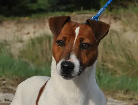 Jack Russell Terrier photo 2