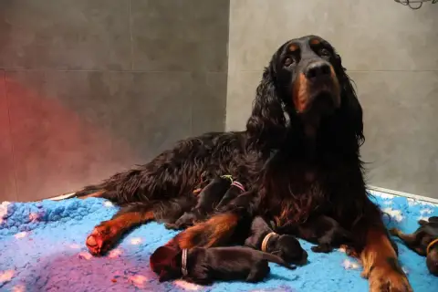 Adopter Setter Gordon 
                        Madame Rose Du f1659