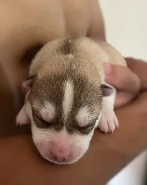 Siberian Husky  Bebop Of Siberian Melody