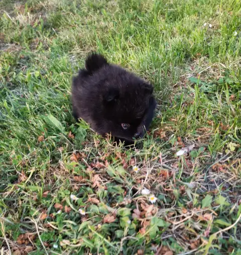 Spitz Allemand  Black- photo 2