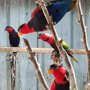 Lori Tricolore