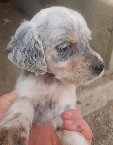 Adopter Setter Anglais  Chiot N°4 Des Etangs De La Bourie