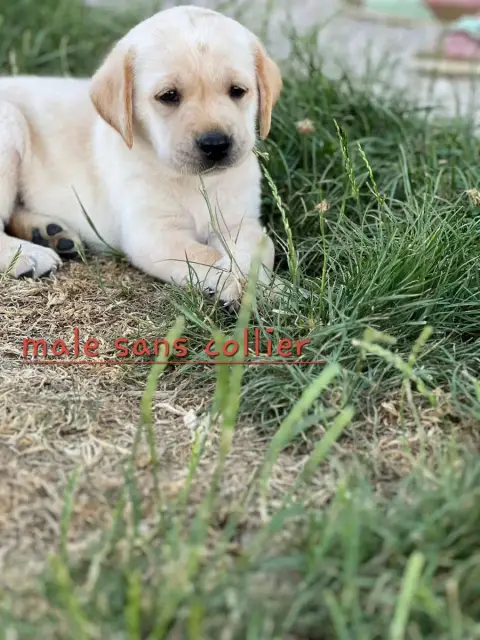 Labrador Retriever 
                        Baby Boss fdead