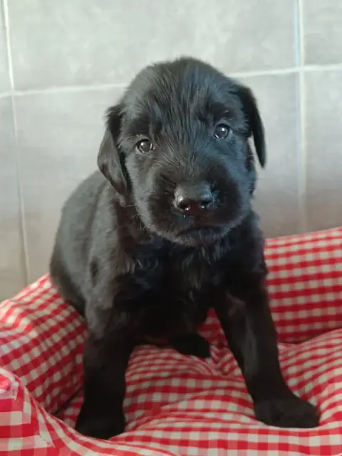 Flat Coated Retriever  Collier Gris De Javelot Des Gr ca96e