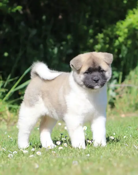 Akita Americain  Be My Guest Des Gardiens De La Cigog 34108