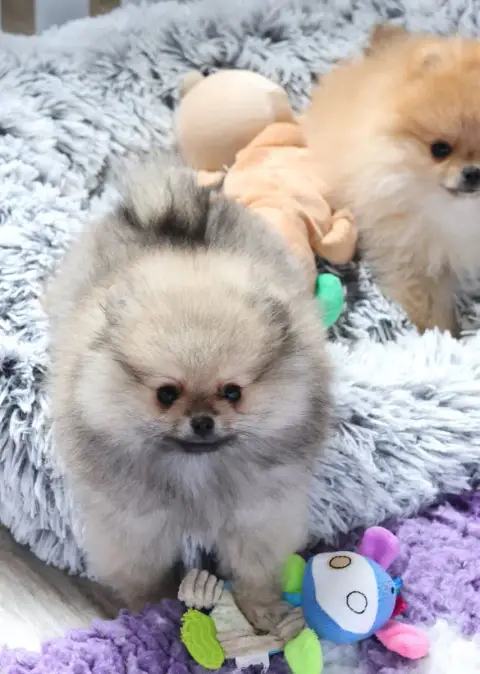 Spitz Allemand  Chiot N°1 Du Royaume De La Petite Éto 72fd1