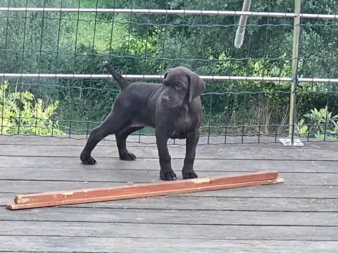 Adopter Braque Allemand À Poil Court 
                        3e28c