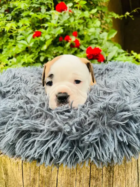 Bulldog Continental  Chiot 3 De La Truffe D’Acier photo 2