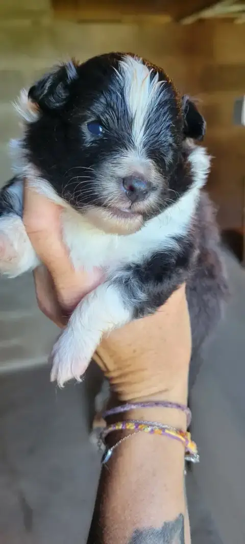 Shetland Sheepdog  B..... Des Molosses De Timoulys