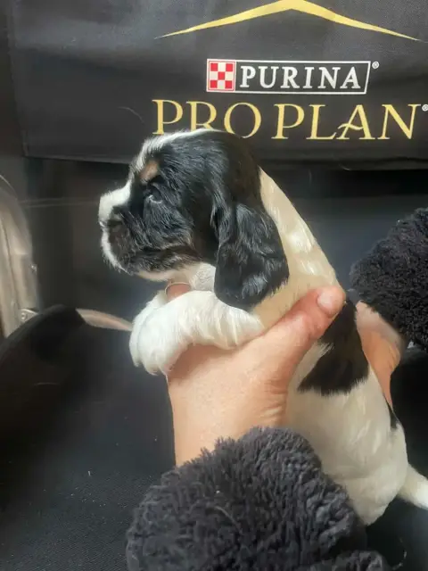 Cocker Spaniel Anglais  Chiot N°5 Des Joyaux Du Petit ec5e3 photo 2