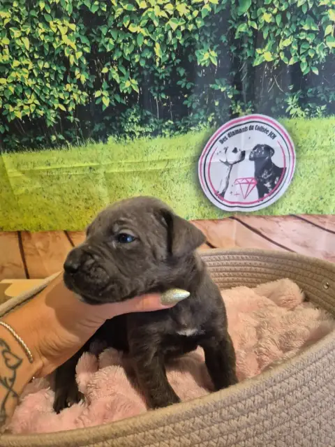 Cane Corso  Chiot N°7 Des Diamants Du Colisée Jcm