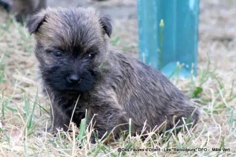 Adopter Cairn Terrier 
                        Mâle Vert Des  820ac