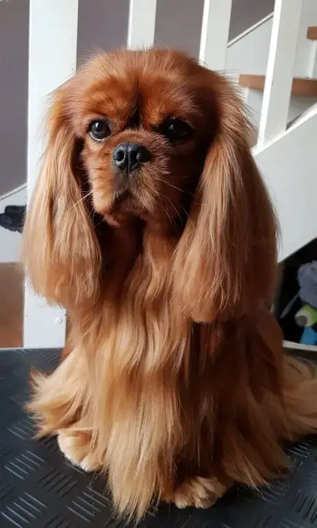 Cavalier King Charles Spaniel  Chiot N°2 Du Souvenir  5b3ee photo 2