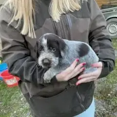 Chiot Griffon Korthal