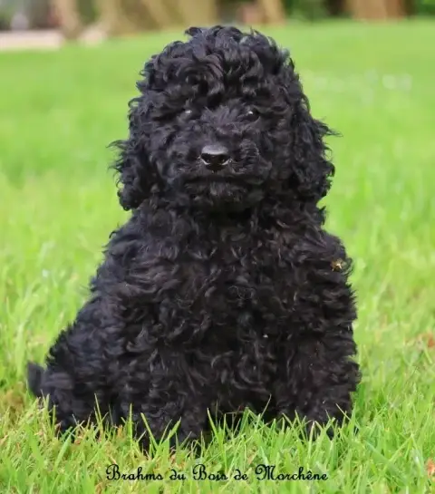 Caniche  Brahms Du Bois De Morchène