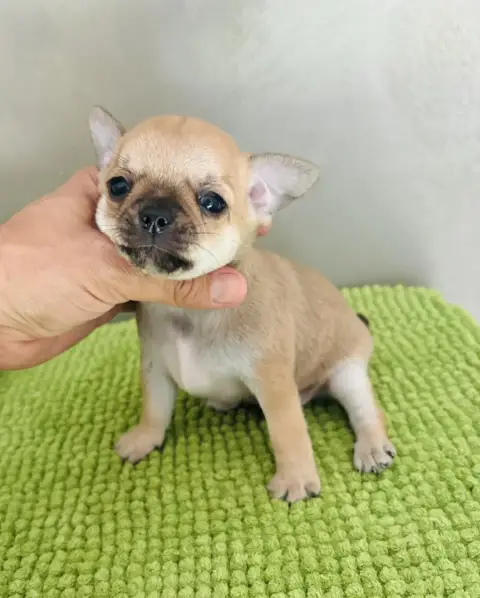 Chihuahua  Chiot N°1 Jet Set'S Blue Star