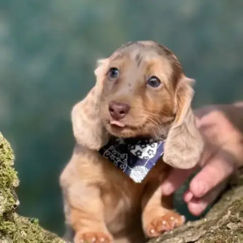 Bébé Kaninchen