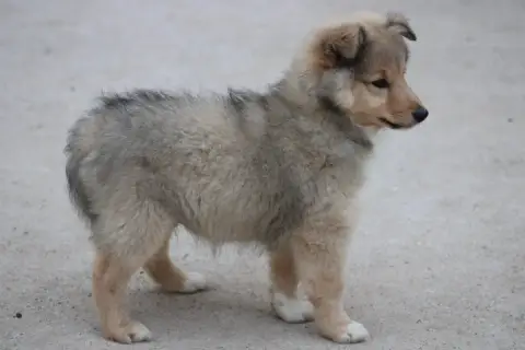 Shetland Sheepdog  Bambou Of Manawan Island photo 2